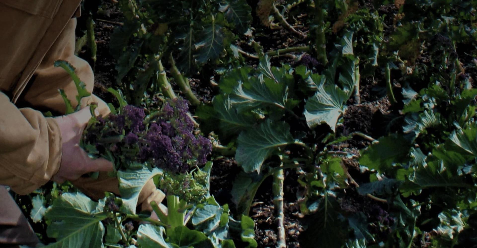 Welcome to Carrick Greengrocers